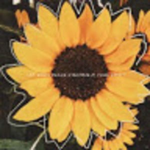 Meet your Posher, Addison